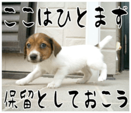 MIEDOG Jack Russell terrier sticker 16 sticker #15516313
