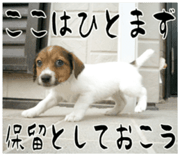 MIEDOG Jack Russell terrier sticker 16 sticker #15516313