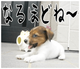 MIEDOG Jack Russell terrier sticker 16 sticker #15516314