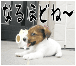 MIEDOG Jack Russell terrier sticker 16 sticker #15516314