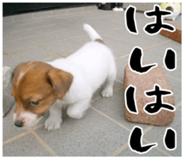 MIEDOG Jack Russell terrier sticker 16 sticker #15516315