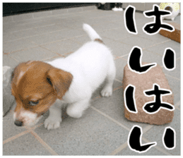 MIEDOG Jack Russell terrier sticker 16 sticker #15516315