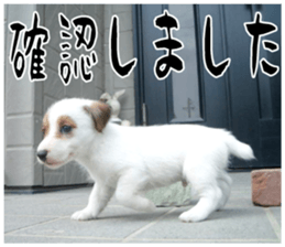 MIEDOG Jack Russell terrier sticker 16 sticker #15516316