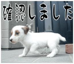 MIEDOG Jack Russell terrier sticker 16 sticker #15516316