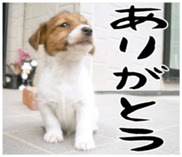 MIEDOG Jack Russell terrier sticker 16 sticker #15516317