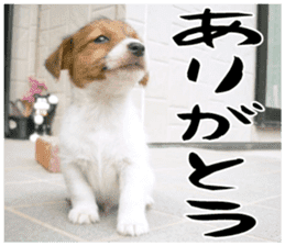 MIEDOG Jack Russell terrier sticker 16 sticker #15516317