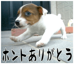 MIEDOG Jack Russell terrier sticker 16 sticker #15516318