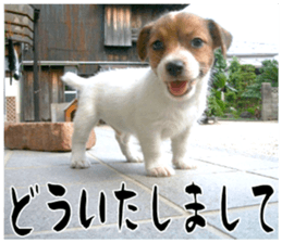 MIEDOG Jack Russell terrier sticker 16 sticker #15516319