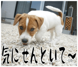 MIEDOG Jack Russell terrier sticker 16 sticker #15516320