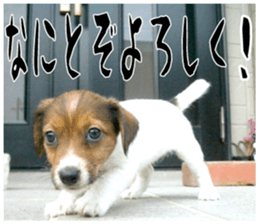 MIEDOG Jack Russell terrier sticker 16 sticker #15516321