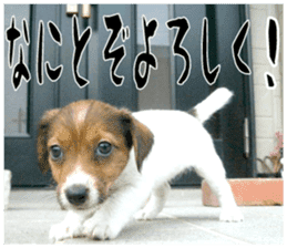 MIEDOG Jack Russell terrier sticker 16 sticker #15516321