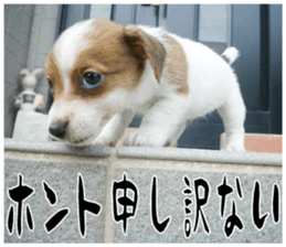 MIEDOG Jack Russell terrier sticker 16 sticker #15516322