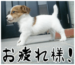 MIEDOG Jack Russell terrier sticker 16 sticker #15516323