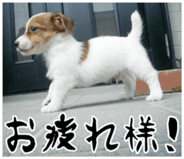 MIEDOG Jack Russell terrier sticker 16 sticker #15516323