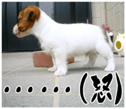 MIEDOG Jack Russell terrier sticker 16 sticker #15516324