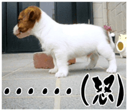 MIEDOG Jack Russell terrier sticker 16 sticker #15516324