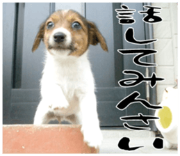 MIEDOG Jack Russell terrier sticker 16 sticker #15516325