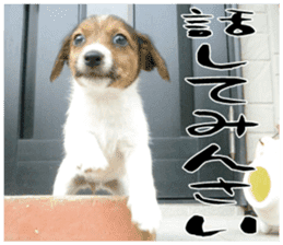 MIEDOG Jack Russell terrier sticker 16 sticker #15516325
