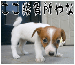 MIEDOG Jack Russell terrier sticker 16 sticker #15516326