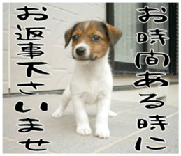MIEDOG Jack Russell terrier sticker 16 sticker #15516327