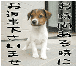 MIEDOG Jack Russell terrier sticker 16 sticker #15516327