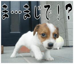 MIEDOG Jack Russell terrier sticker 16 sticker #15516328