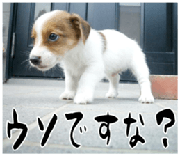 MIEDOG Jack Russell terrier sticker 16 sticker #15516329