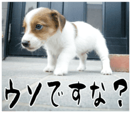 MIEDOG Jack Russell terrier sticker 16 sticker #15516329