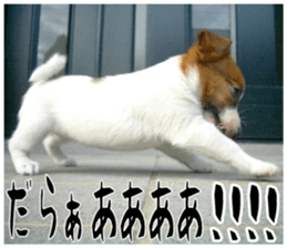MIEDOG Jack Russell terrier sticker 16 sticker #15516330
