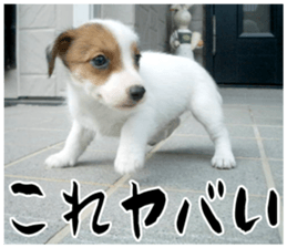 MIEDOG Jack Russell terrier sticker 16 sticker #15516331