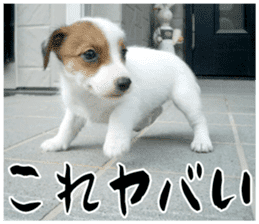 MIEDOG Jack Russell terrier sticker 16 sticker #15516331