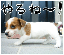 MIEDOG Jack Russell terrier sticker 16 sticker #15516332