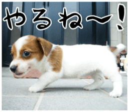 MIEDOG Jack Russell terrier sticker 16 sticker #15516332