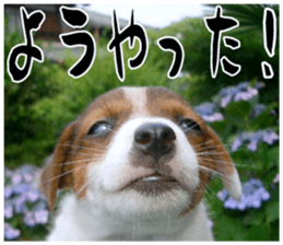 MIEDOG Jack Russell terrier sticker 16 sticker #15516333