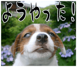 MIEDOG Jack Russell terrier sticker 16 sticker #15516333