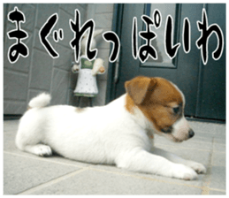 MIEDOG Jack Russell terrier sticker 16 sticker #15516334