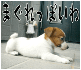 MIEDOG Jack Russell terrier sticker 16 sticker #15516334