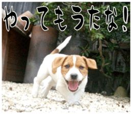 MIEDOG Jack Russell terrier sticker 16 sticker #15516335