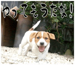 MIEDOG Jack Russell terrier sticker 16 sticker #15516335