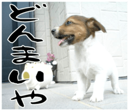 MIEDOG Jack Russell terrier sticker 16 sticker #15516336