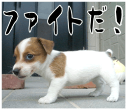 MIEDOG Jack Russell terrier sticker 16 sticker #15516337