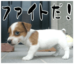 MIEDOG Jack Russell terrier sticker 16 sticker #15516337