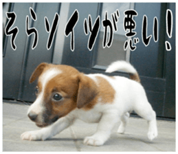 MIEDOG Jack Russell terrier sticker 16 sticker #15516338