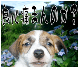 MIEDOG Jack Russell terrier sticker 16 sticker #15516339
