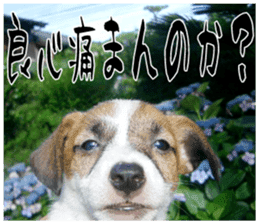 MIEDOG Jack Russell terrier sticker 16 sticker #15516339