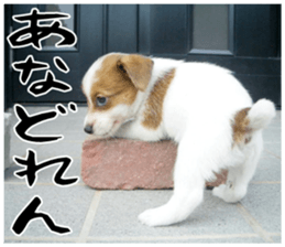 MIEDOG Jack Russell terrier sticker 16 sticker #15516340
