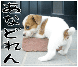 MIEDOG Jack Russell terrier sticker 16 sticker #15516340