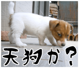 MIEDOG Jack Russell terrier sticker 16 sticker #15516341