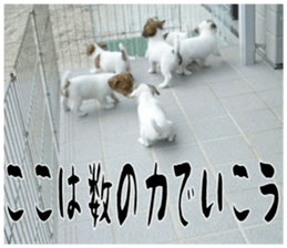 MIEDOG Jack Russell terrier sticker 16 sticker #15516342