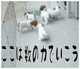 MIEDOG Jack Russell terrier sticker 16 sticker #15516342